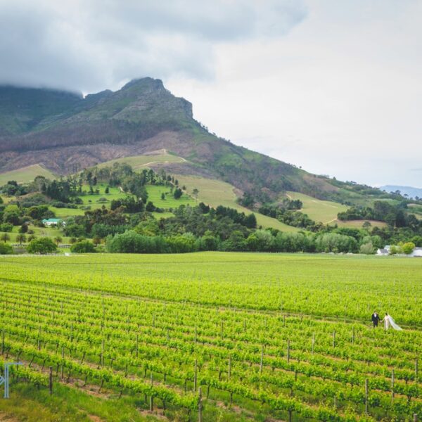 Zorgvliet Wine Estate, Stellenbosch